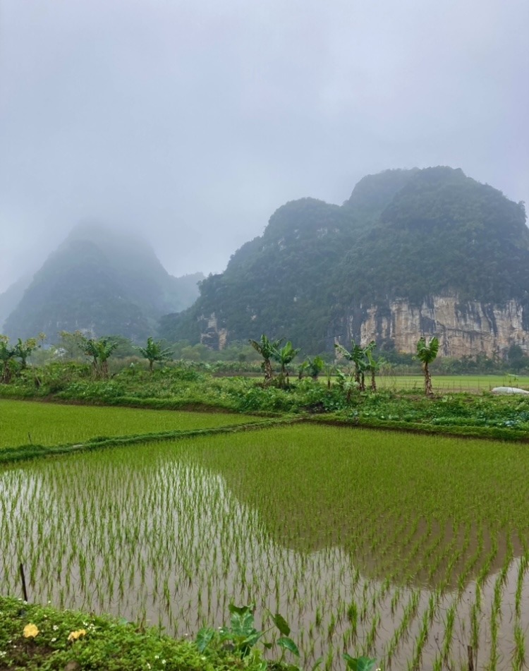 rice terrace in Vietnam