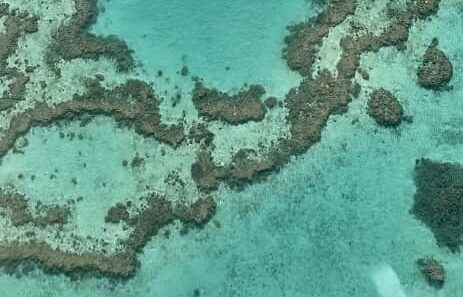 blue sea with coral reef