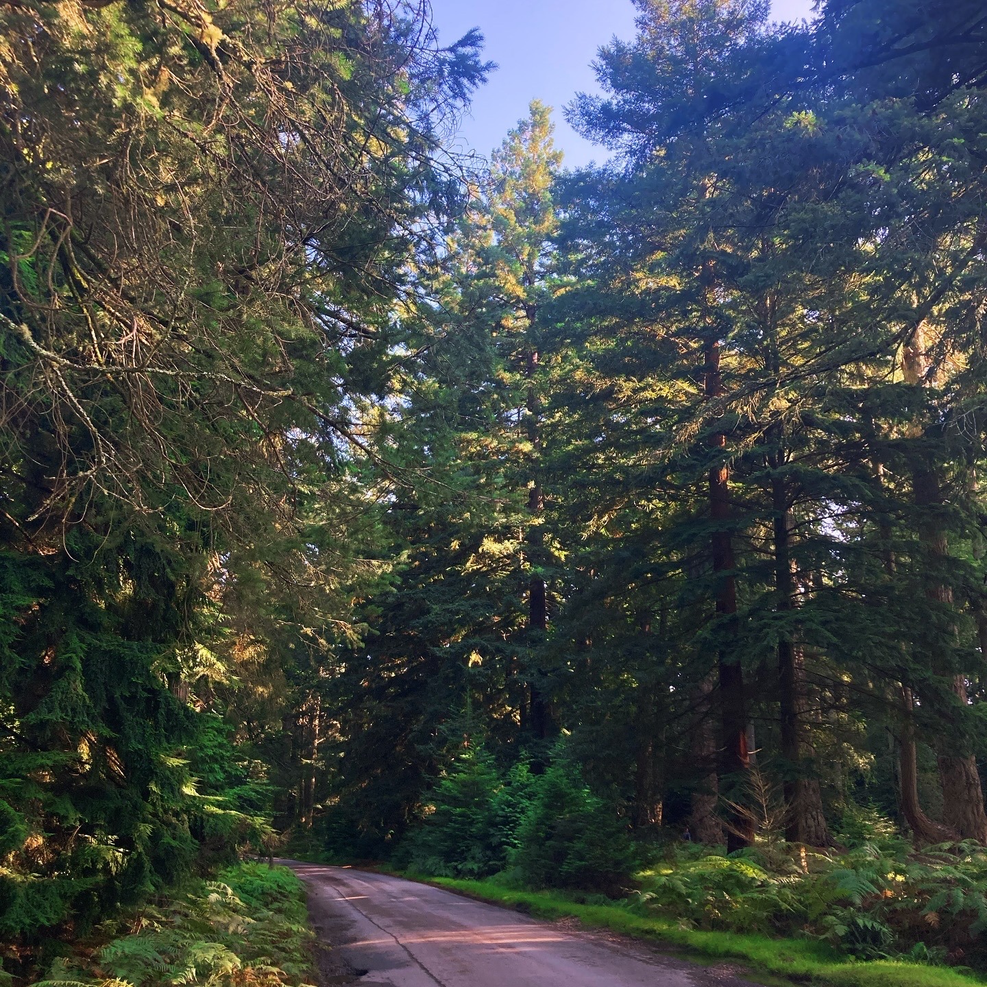 road in a forest