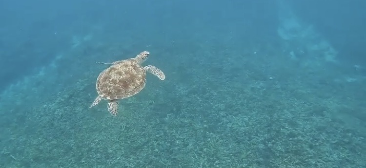 sea turtle under water